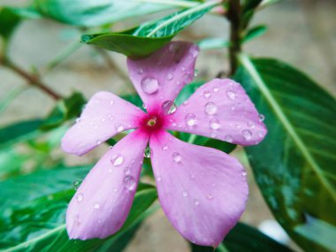 Closeup Violet su teresi çiçek ve su damla