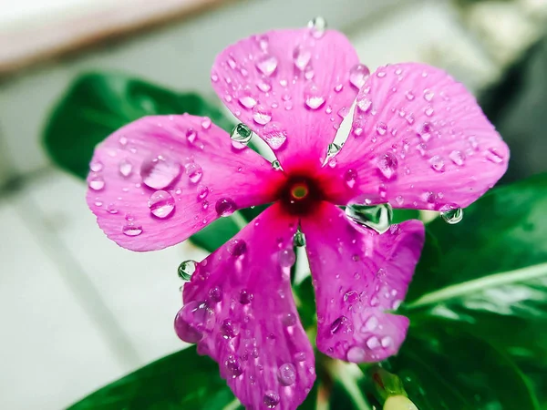 Νεροκάρδαμο Βιολετί Closeup Λουλούδι Και Νερό Σταγόνες — Φωτογραφία Αρχείου