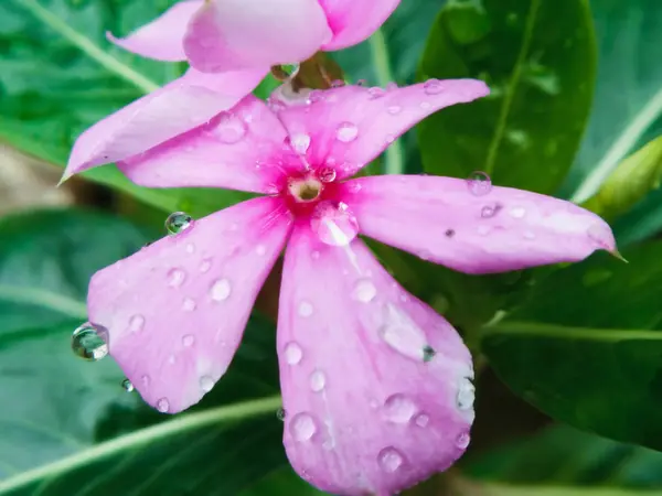 Νεροκάρδαμο Βιολετί Closeup Λουλούδι Και Νερό Σταγόνες — Φωτογραφία Αρχείου