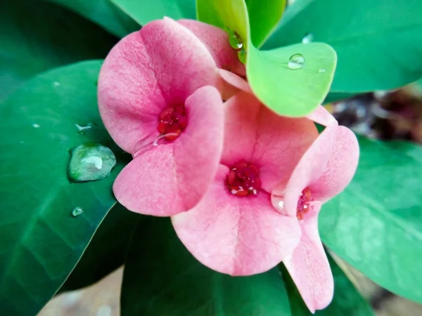 Closeup Poi Sian Flowers Pink Green — Stock Photo, Image