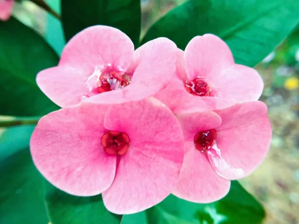 Крупный План Poi Sian Цветы Розовый Зеленый — стоковое фото