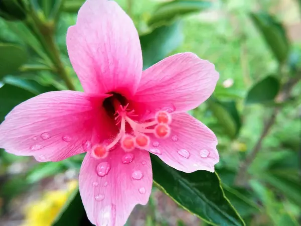 Λουλούδι ρόδινο hibiscus closeup — Φωτογραφία Αρχείου