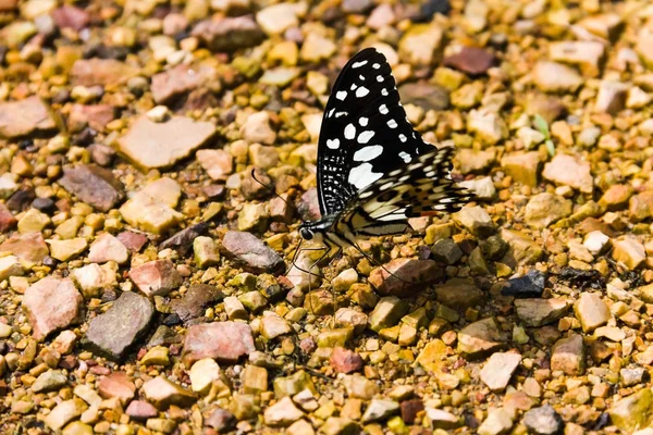 Közelkép Kőpadlón Pillangó — Stock Fotó