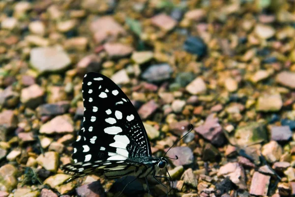 Közelkép Kőpadlón Pillangó — Stock Fotó