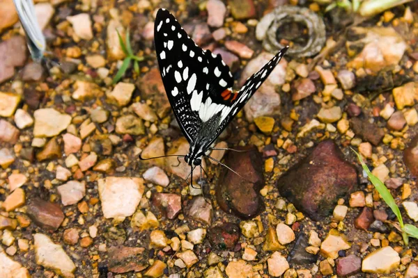 Taş zemine closeup kelebeği