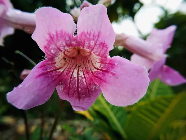 Closeup Pink Orchid Blurry Background — Stock Photo, Image