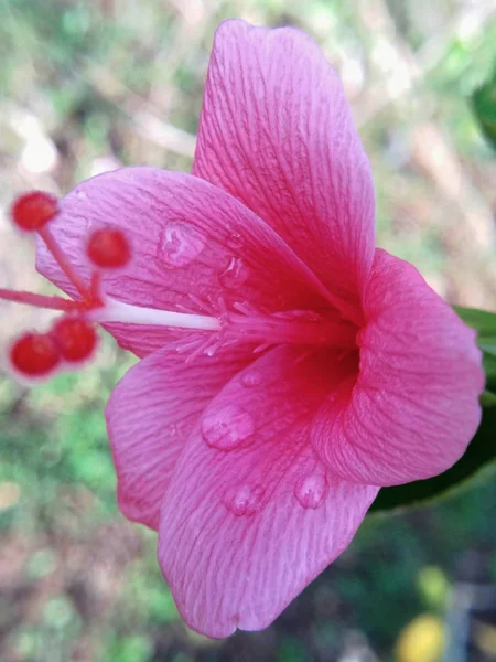 Κοντινό Πλάνο Του Ροζ Λουλούδι Ιβίσκου Νερό Σταγόνες — Φωτογραφία Αρχείου