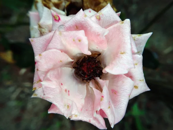 Κοντινό Πλάνο Του Ροζ Τριαντάφυλλα Σκούρο Φόντο — Φωτογραφία Αρχείου