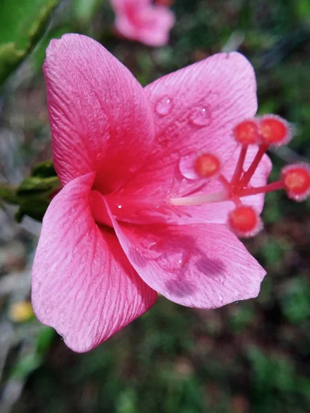 Closeup Flor Hibisco Rosa Com Gotas Água — Fotografia de Stock