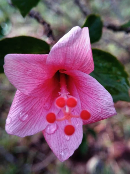 Closeup Flor Hibisco Rosa Com Gotas Água — Fotografia de Stock