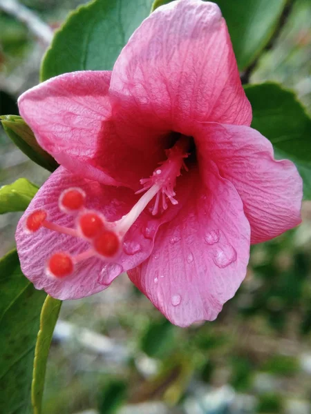 Gros Plan Fleur Hibiscus Rose Avec Gouttes Eau — Photo