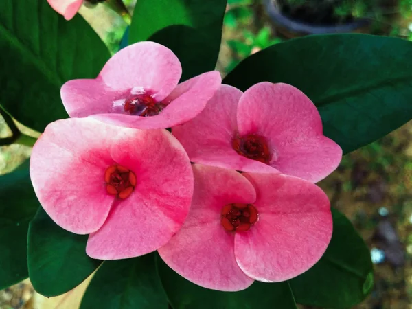 Крупный План Poi Sian Цветы Розовый Зеленый — стоковое фото