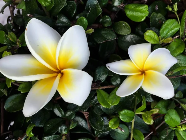 Närbild vita och gula plumeria blomma — Stockfoto