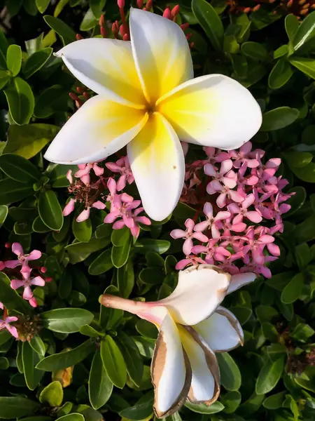 Gros plan fleur plumeria blanche et jaune — Photo