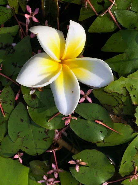 Plumeria zbliżenie biały i żółty kwiat — Zdjęcie stockowe