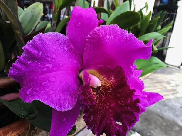 Closeup roxo Orquídea desfocado fundo — Fotografia de Stock