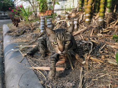 Closeup kahverengi kedi ayakta yerde