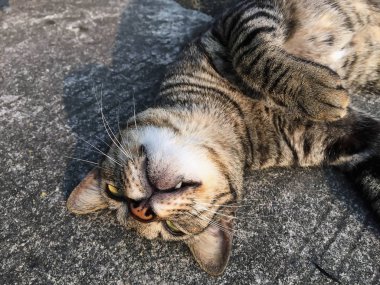 Closeup kahverengi kedi ayakta yerde