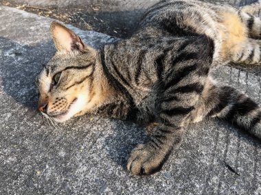 Closeup kahverengi kedi ayakta yerde