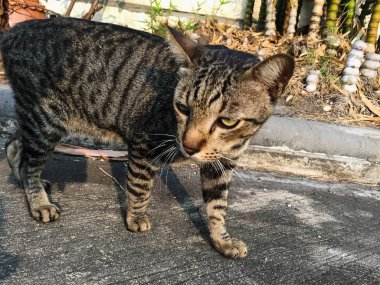 Closeup kahverengi kedi ayakta yerde