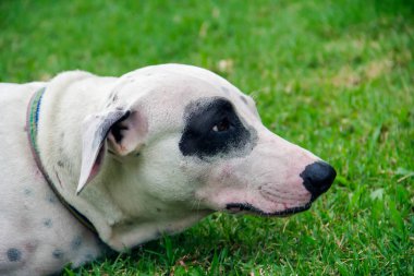 Closeup beyaz köpek yeşil çim üzerinde yalan
