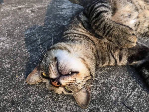 Närbild brun katt stående på golvet — Stockfoto