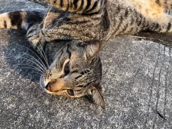 Närbild brun katt stående på golvet — Stockfoto