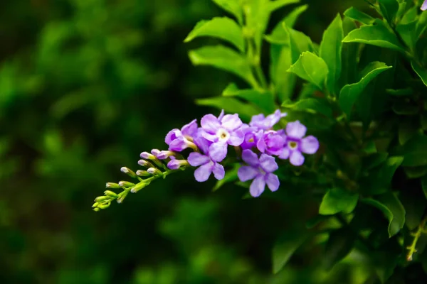 Μοβ λουλούδια είναι ένα μάτσο πράσινο φόντο θολή — Φωτογραφία Αρχείου