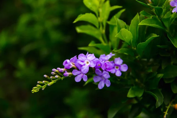 Μοβ λουλούδια είναι ένα μάτσο πράσινο φόντο θολή — Φωτογραφία Αρχείου