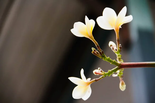 Frangipani flores fondo borroso —  Fotos de Stock