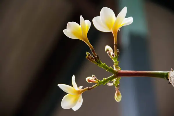 Λουλούδια frangipani φόντο είναι θολό — Φωτογραφία Αρχείου