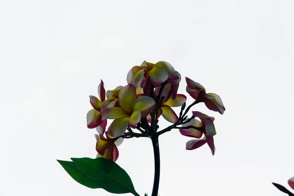 Frangipani flores fondo borroso —  Fotos de Stock