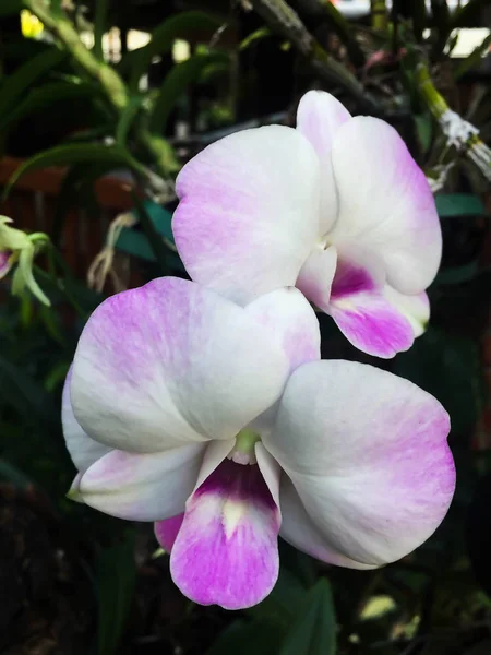 Крупный план Розовая и белая орхидея — стоковое фото