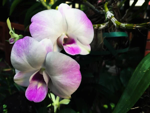 Крупный план Розовая и белая орхидея — стоковое фото