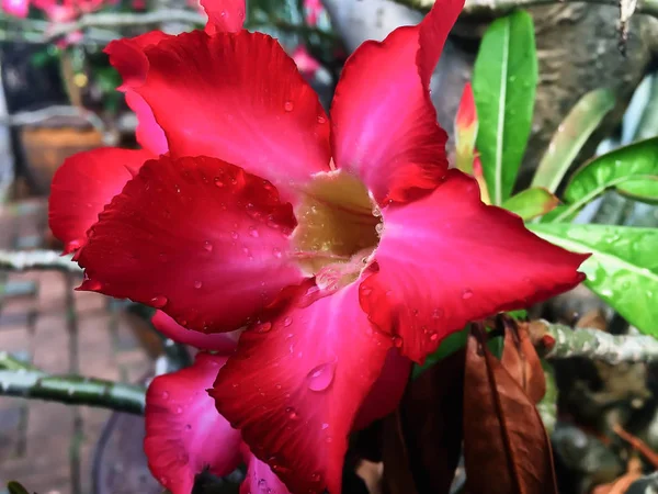 Closeup κόκκινο Azalea λουλούδια με σταγόνες νερό — Φωτογραφία Αρχείου