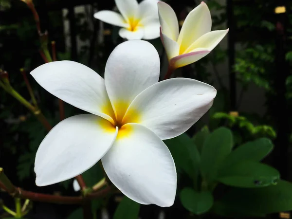 Closeup beyaz frangipani çiçekler — Stok fotoğraf