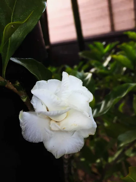 Closeup White frangipani flowers — Stock Photo, Image