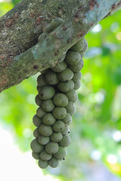 Fruta Wollongong Que Não Está Madura Árvores Floresta — Fotografia de Stock