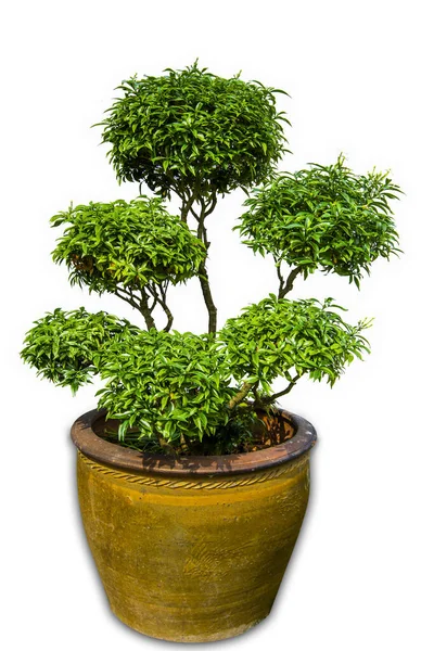 Gyönyörű Banyan Vagy Ficus Microcarpa Bonsai Terrakotta Edényben Izolált Fehér Jogdíjmentes Stock Fotók