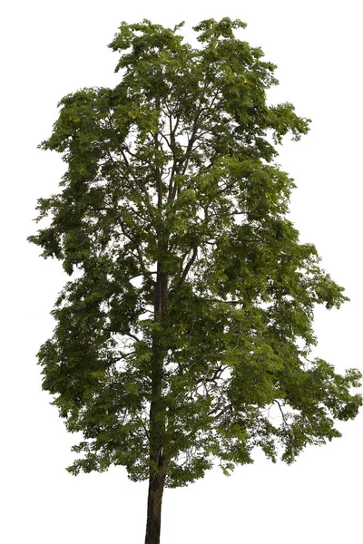 Δέντρο Απομονωμένο Λευκό Φόντο Διαδρομή Απόληξης — Φωτογραφία Αρχείου