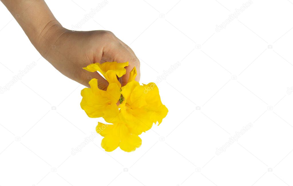 Yellow elder, Trumpetbush, Trumpetflower, Yellow trumpet-flower, Yellow trumpetbush, Tecoma stans ,beautiful yellow flower in the hands of a woman  holding with care and isolated on white background.