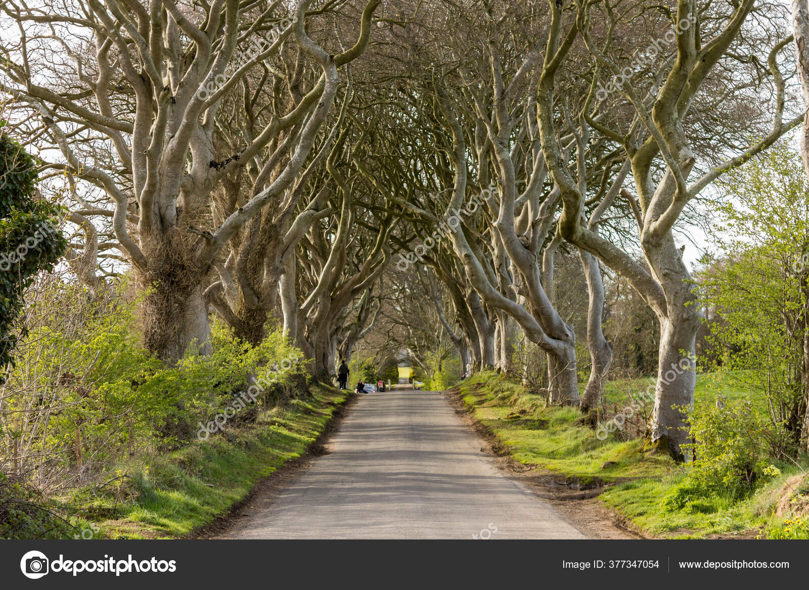 Dark Hedges Avenue Beech Trees Ballymoney County Antrim Northern