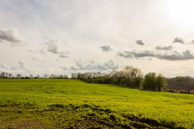 Dark Hedges, Ballymoney, County Antrim, Kuzey İrlanda 'da kayın ağaçlarından oluşan bir bulvar, fantezi gösterileri için popüler bir çekim yeri olarak gösterildi.