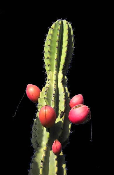 Geïsoleerde Cactusbloem — Stockfoto