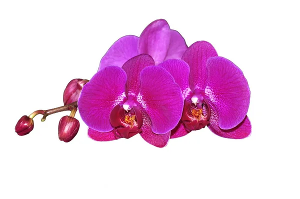 Fiore di orchidea rosa — Foto Stock