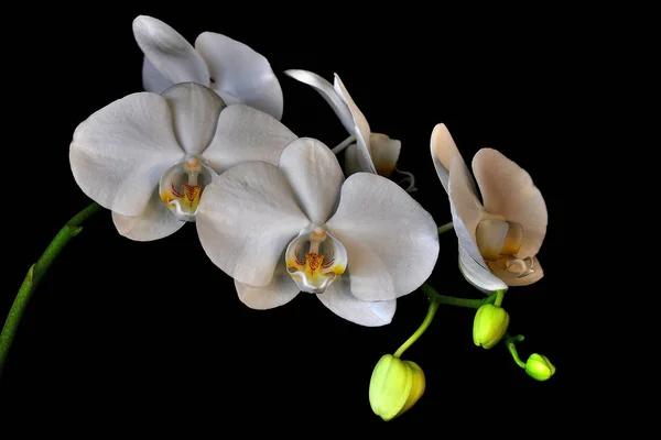 Weiße Orchideenblüte — Stockfoto