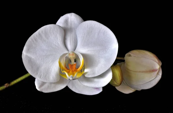 Flor branca da orquídea — Fotografia de Stock