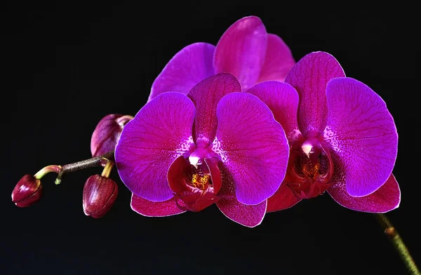 Flor de orquídea rosa —  Fotos de Stock