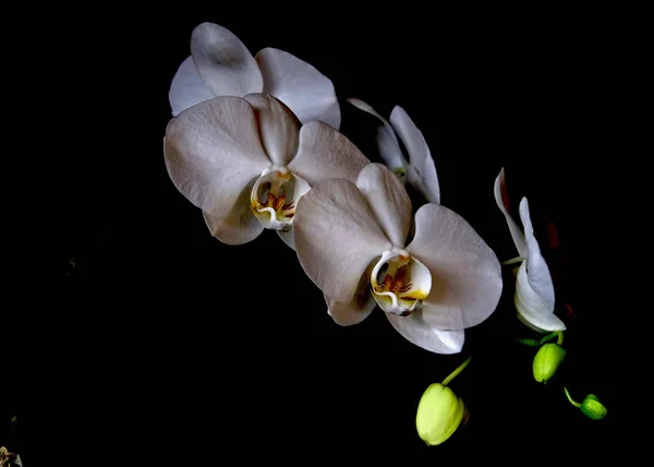 Fiore di orchidea bianca — Foto Stock