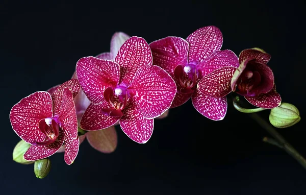 분홍빛 난초 꽃 — 스톡 사진